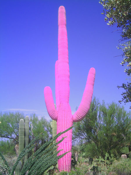 Bild von Saguaro-Kaktus, &raquo;pinkified&laquo;